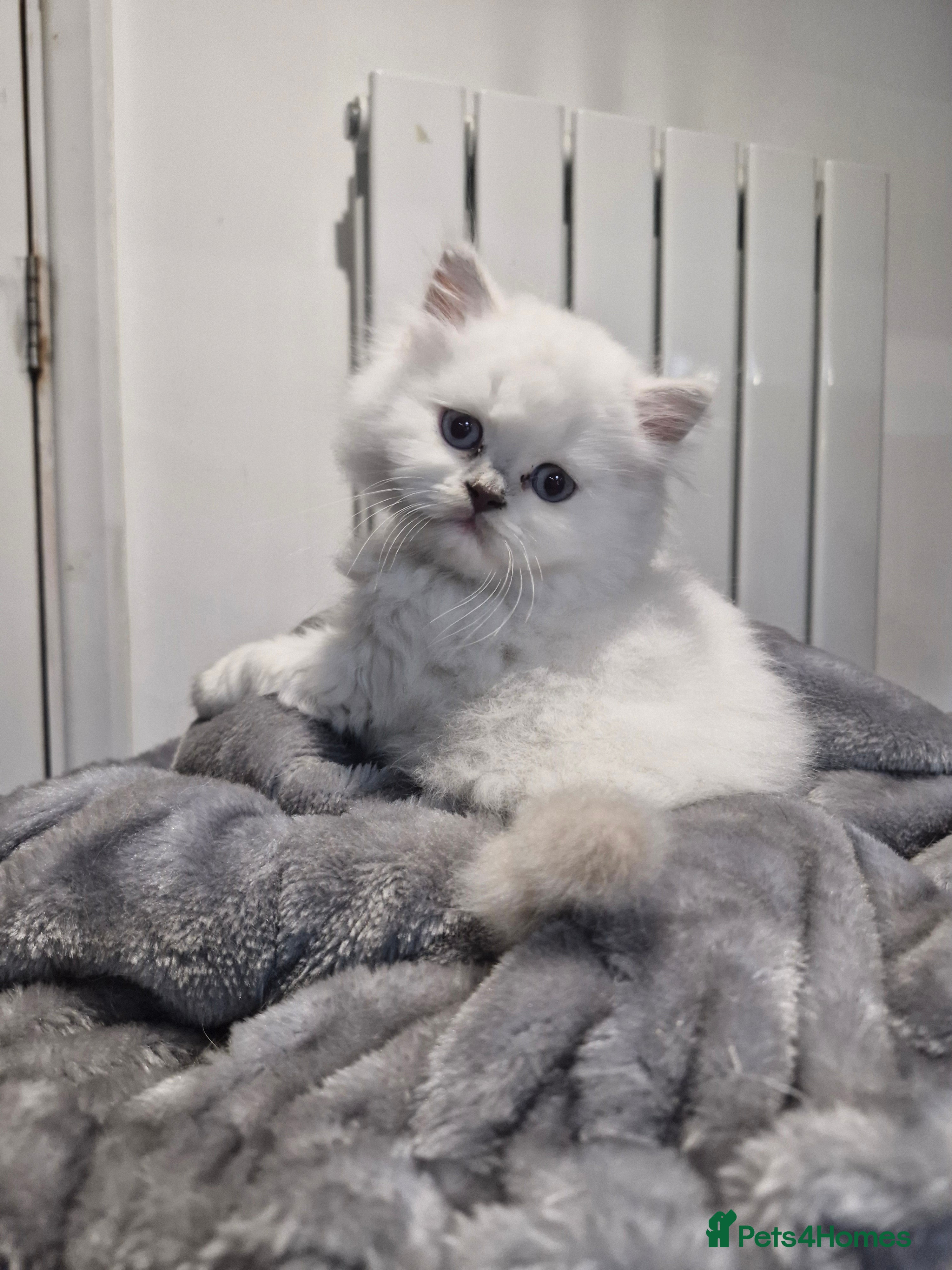 British Shorthair cats GCCF registered British shorthair and longhair - Advert 14