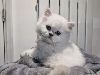 British Shorthair cats GCCF registered British shorthair and longhair - Advert 14