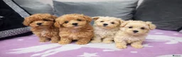 Maltipoo dogs for sale: Tiny Korean Maltipoo  - Advert 2