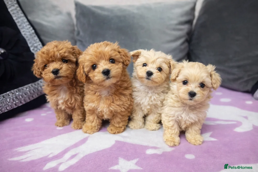 Maltipoo dogs for sale: Tiny Korean Maltipoo  - Advert 2