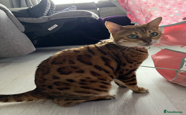 Bengal cats - Advert 4