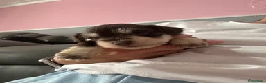 Miniature Schnauzer 7