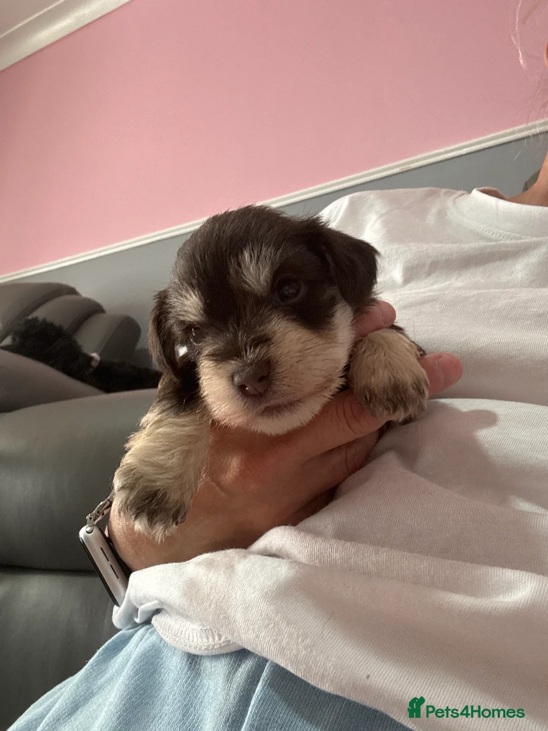 Miniature Schnauzer dogs for sale: stunning, beautiful miniature Schnauzer Puppies - Advert 2