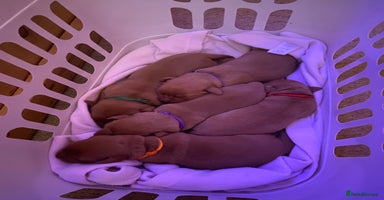 Labrador Retriever dogs - Advert 4