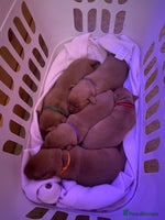 Labrador Retriever dogs - Advert 9