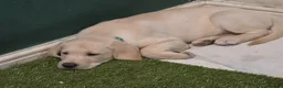 Labrador Retriever dogs for sale: Ready to leave labrador puppies 2girl 3male left  - Advert 12