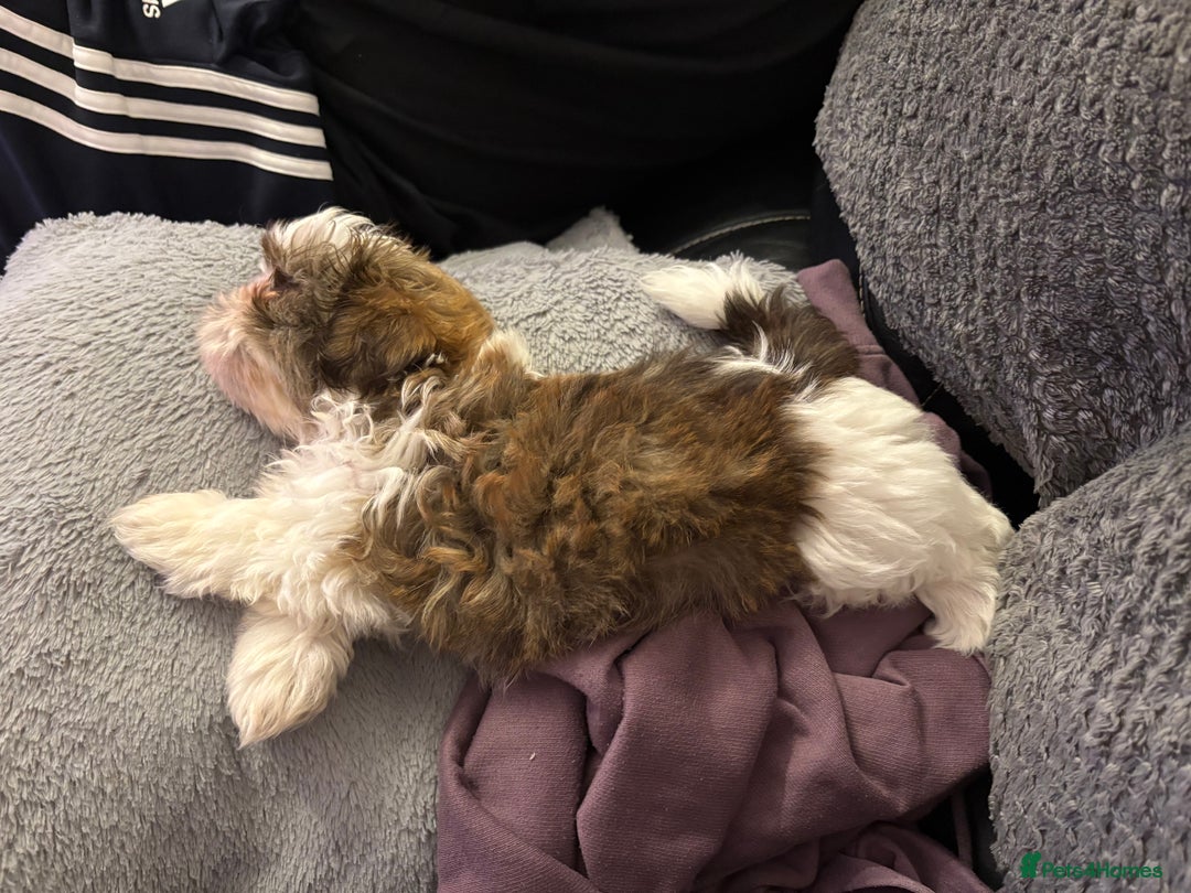 Shih Tzu dogs for sale: Shih tzu puppy boy  - Image 5