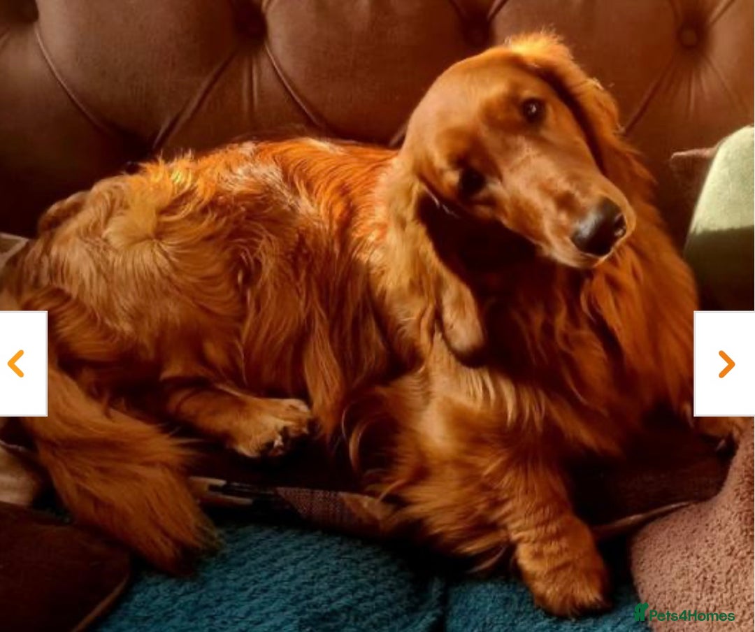 Dachshund dogs for sale: Long haired standard Daschund  - Advert 5