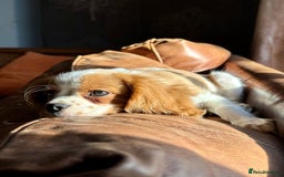Cavalier King Charles Spaniel dogs for sale: Kc Cavalier King Charles Spaniel pups DNA tested  - Image 19