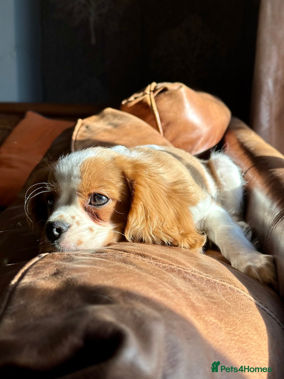 Cavalier King Charles Spaniel dogs for sale: Kc Cavalier King Charles Spaniel pups DNA tested  - Image 19