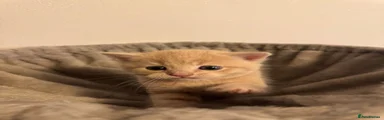 Scottish Fold 1