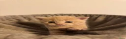 Scottish Fold cats for sale: Rare Cream🐱Scottish Fold × British Shorthair - Advert 3