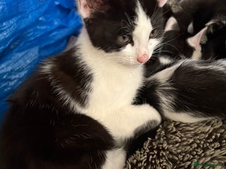 Mixed Breed cats - Advert 4