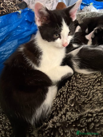 Mixed Breed cats - Advert 2