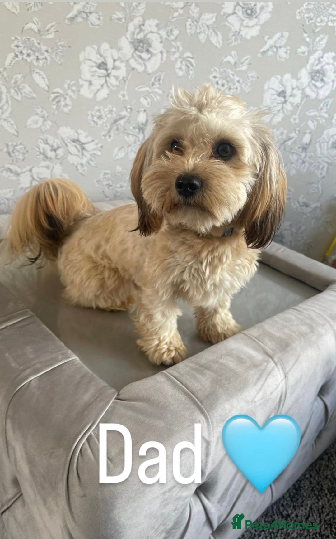 Mixed Breed dogs for sale: Dogs  - Image 3