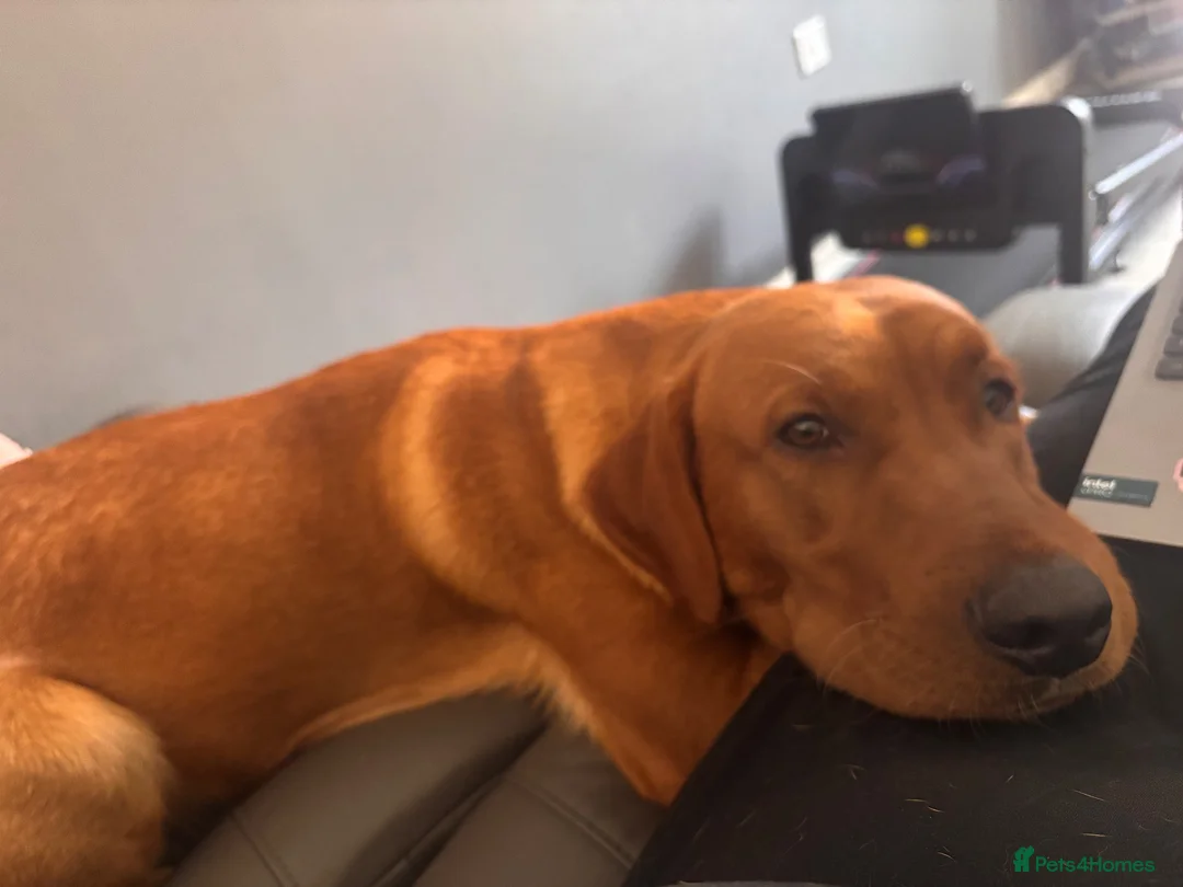 Labrador Retriever dogs for sale: Fox Red Male Labrador 9 months old  in Kettering - Advert 2