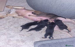 Mixed Breed dogs for sale: Beautiful Ridgeback Staffy x Rottweiler Puppies - Advert 17