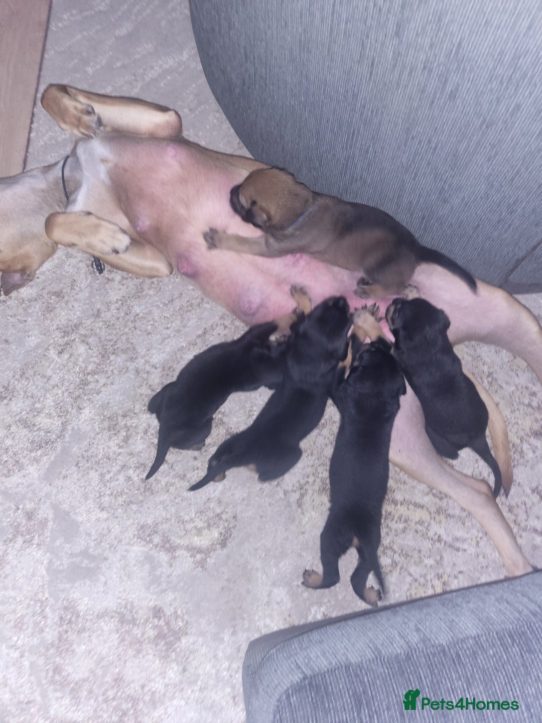 Mixed Breed dogs for sale: Beautiful Ridgeback Staffy x Rottweiler Puppies - Advert 17