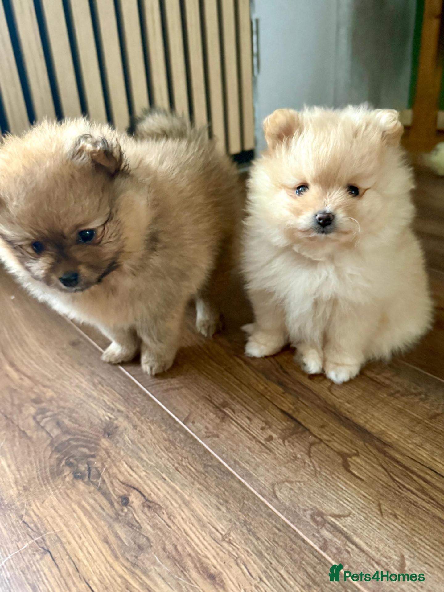 Pomeranian dogs Pomeranian puppies for sale  - Advert 9