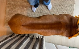 Rhodesian Ridgeback dogs for stud: Stud Rhodesian Ridgeback Stanley.  - Image 18