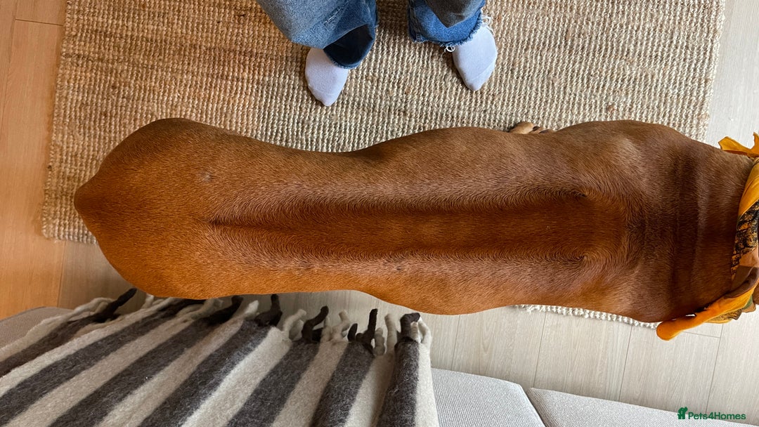 Rhodesian Ridgeback dogs for stud: Stud Rhodesian Ridgeback Stanley.  - Image 18