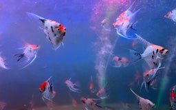 Angelfish fish for sale: High quality Koi angel fish  - Image 5