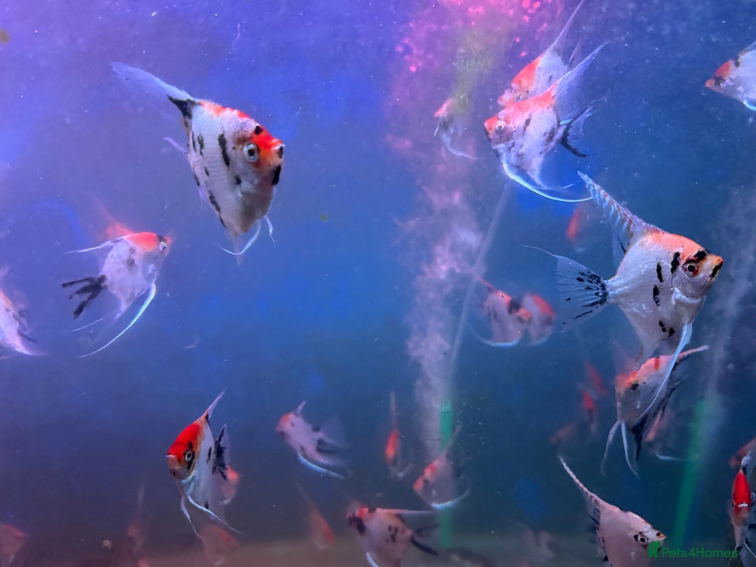 Angelfish fish for sale: High quality Koi angel fish  - Image 5