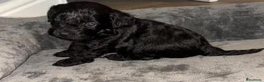Cockapoo 3