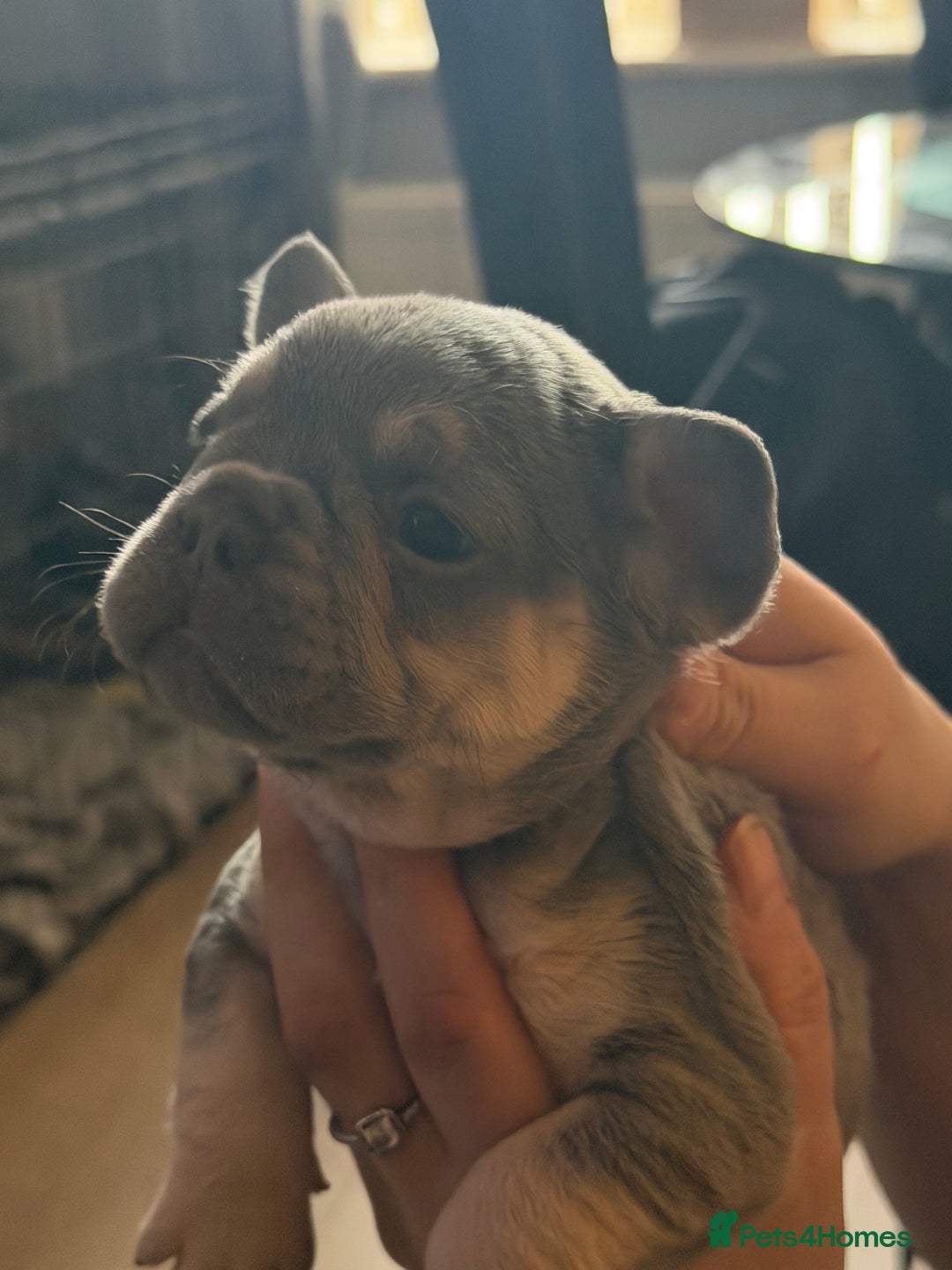 French Bulldog dogs for sale: French bulldogs  - Advert 16