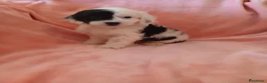Cockapoo 2