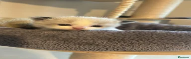 Ragdoll Kitten 5