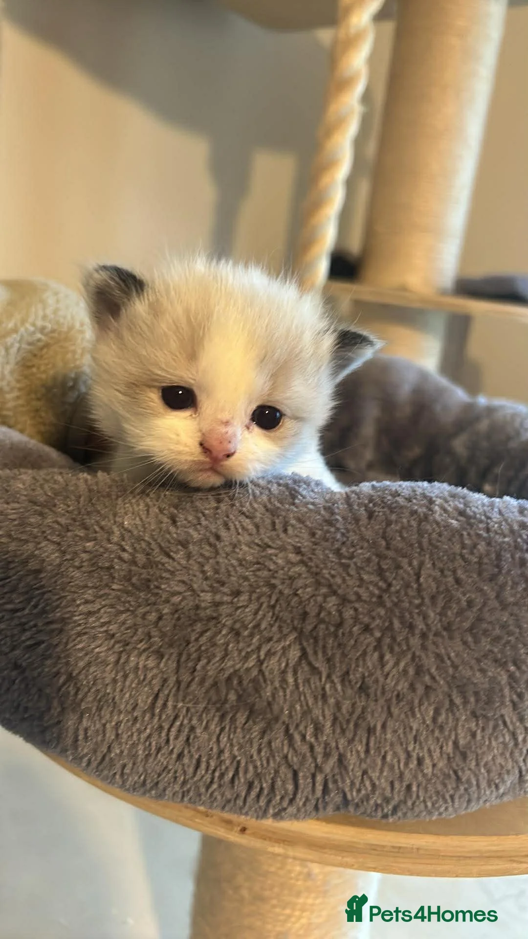Ragdoll cats for sale: Ragdoll kittens fully gccf registered kittens  - Advert 2