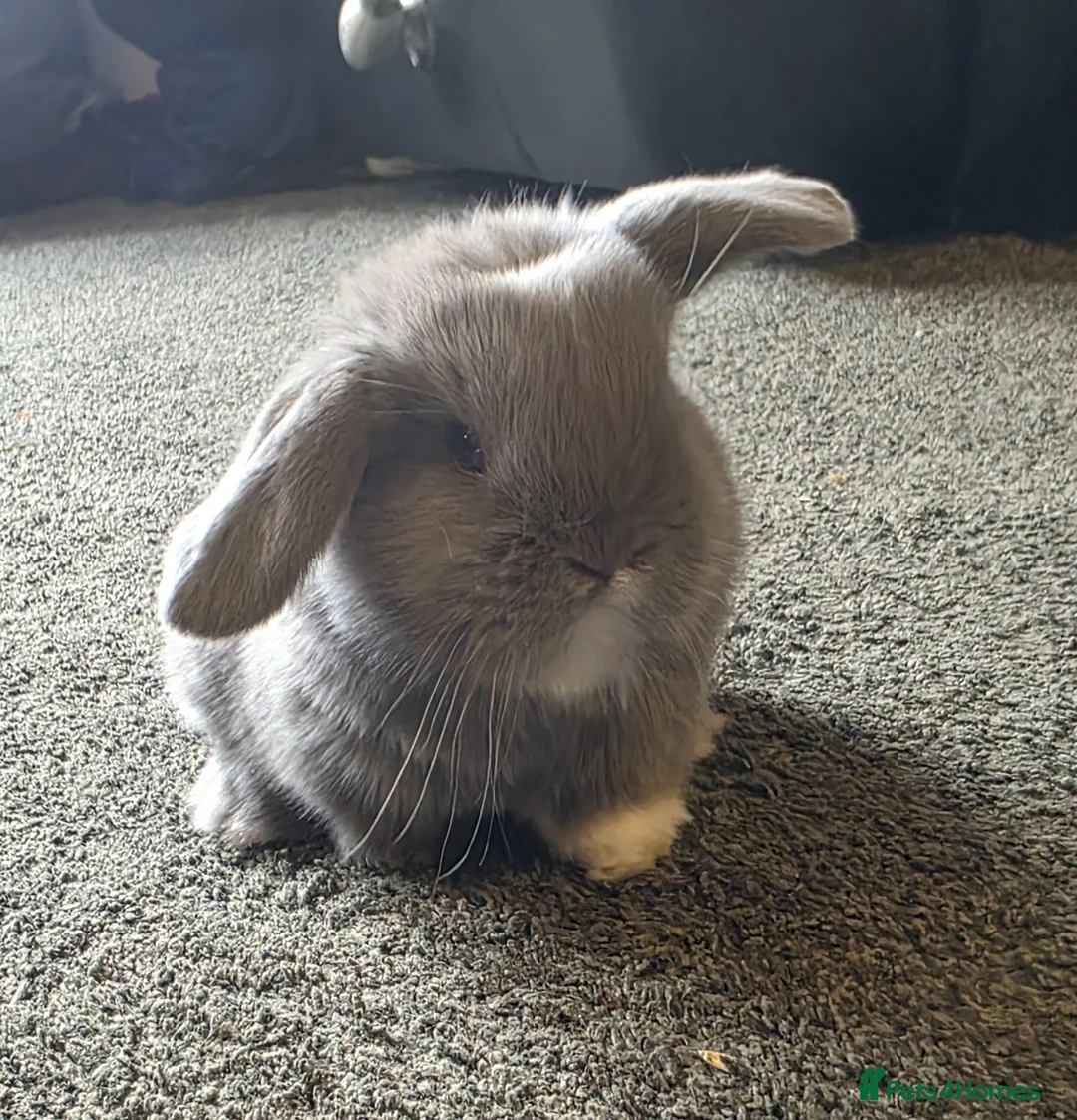 Mini Lop rabbits for sale: Mini Lop Rabbits for sale  in Tamworth - Advert 1