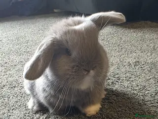 Mini Lop rabbits Mini Lop Rabbits for sale - Advert 5