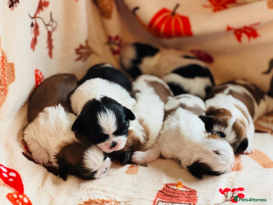 Shih Tzu dogs for sale: Shih tzu puppies - Image 8