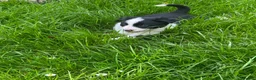 Border Collie dogs for sale: Border collie puppies - Advert 5