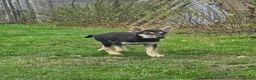 Tamaskan dogs for sale: Tamaskan Puppies *Health Tested Parents* - Advert 4