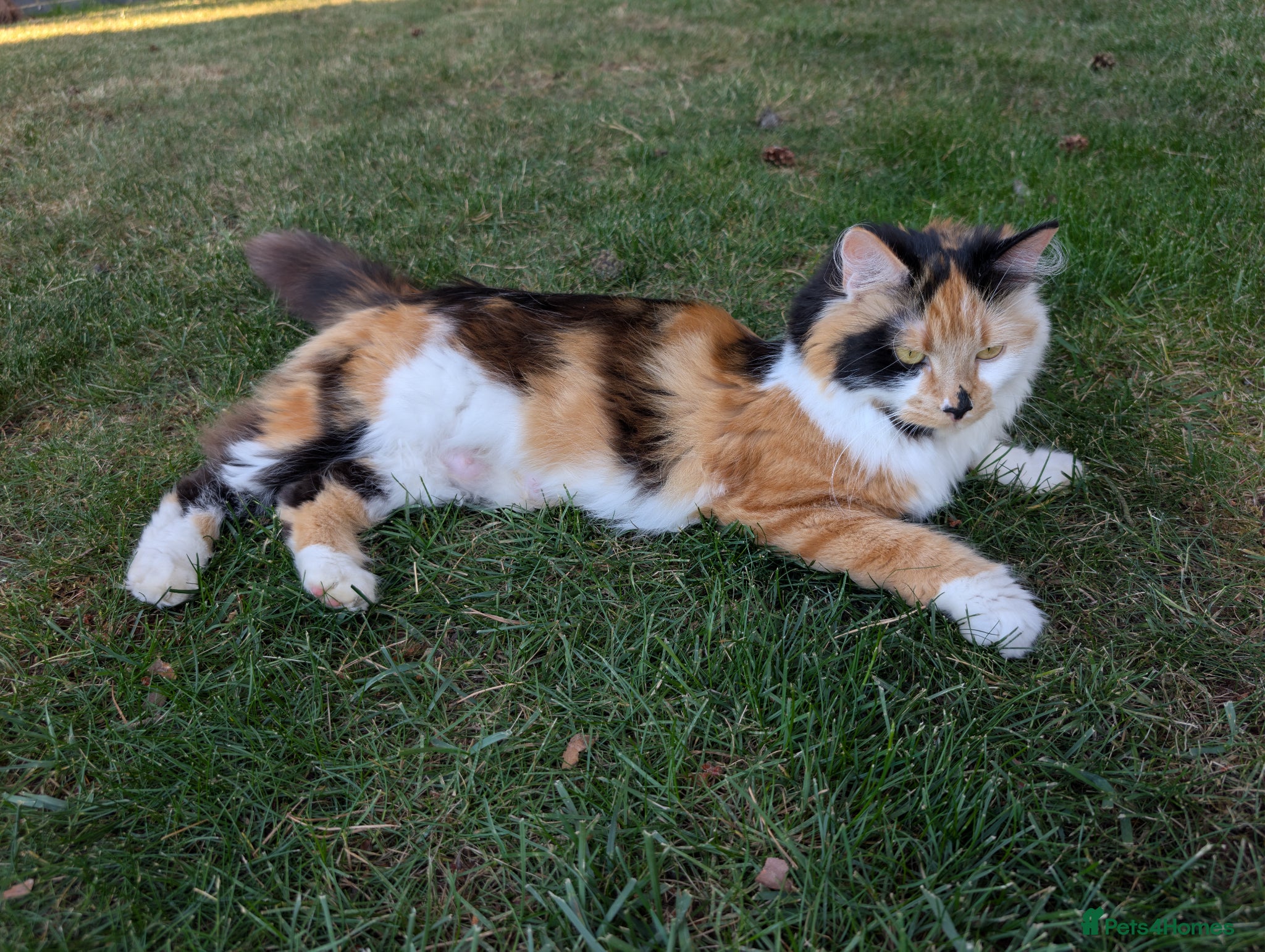 British Longhair cats for sale: Calico British Longhair Girl - Advert 5