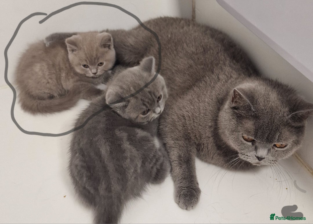 British Shorthair cats for sale: Gorgeous litter British Shorthair kittens  - Image 6