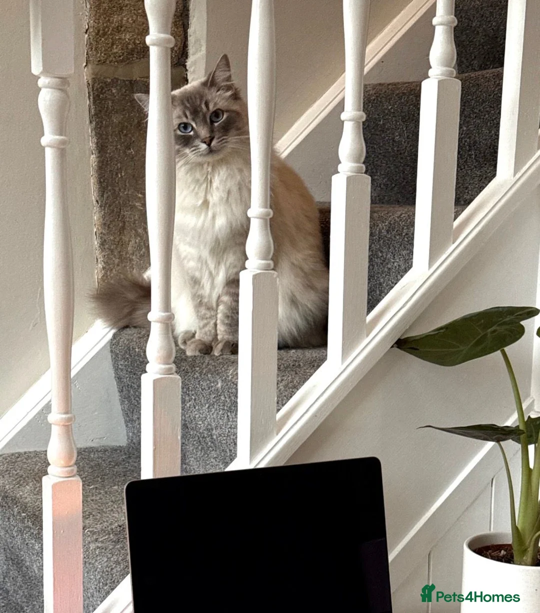 Ragdoll cats for sale: Beautiful Ragdoll Boy Looking For Forever Home. - Advert 2