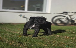 Cane Corso dogs for sale: Beautiful chunky girl  - Image 1