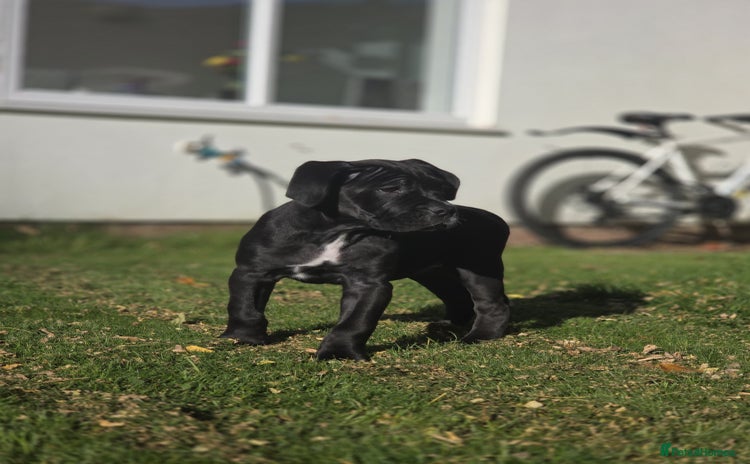 Cane Corso dogs - Advert 11