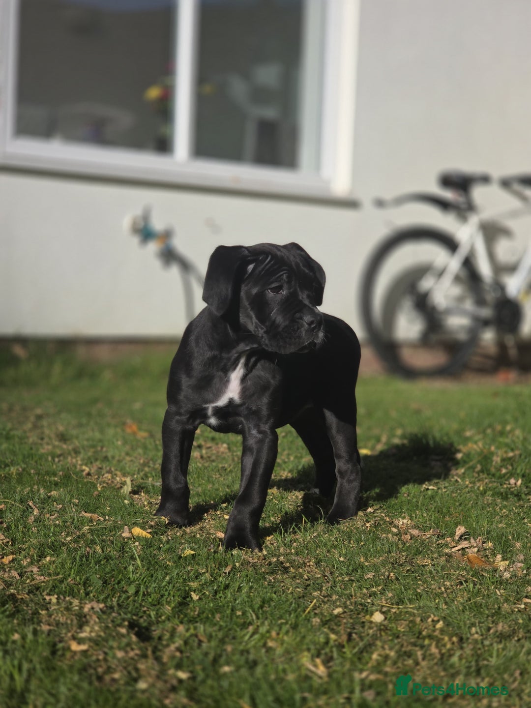 Cane Corso dogs for sale: Beautiful chunky girl  - Image 1