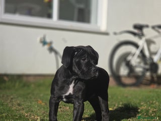 Cane Corso dogs for sale - Advert 1