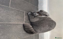 British Shorthair cats for sale: ✨1 BSH Kitten Left £400 ✨  - Image 5