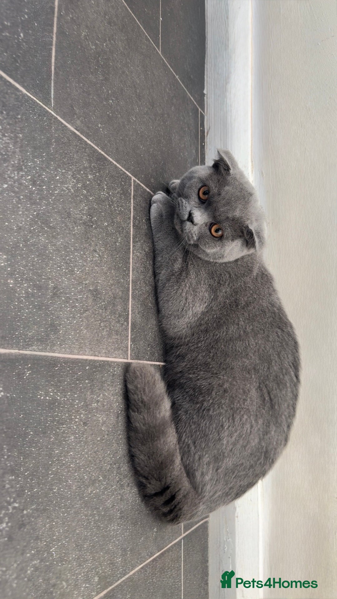 British Shorthair cats for sale: ✨1 BSH Kitten Left £400 ✨  - Image 5