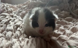 Mixed Breed cats for sale: Cute kittens  - Image 6