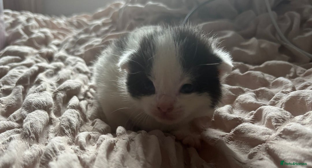 Mixed Breed cats for sale: Cute kittens  - Image 6