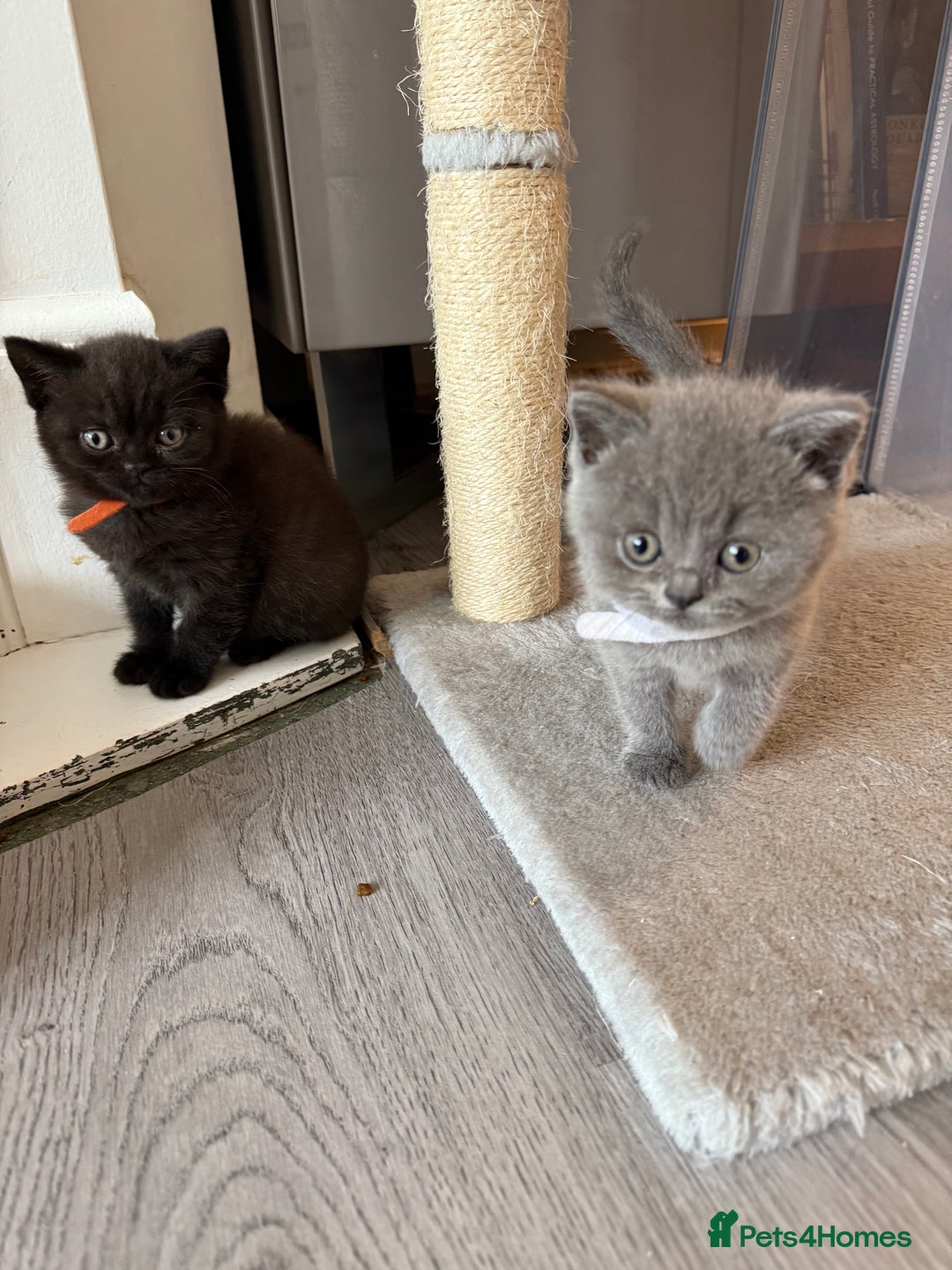 British Shorthair cats for sale: British Shorthair kittens ready mid-October - Image 10