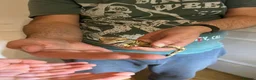 Gecko reptiles for sale: Crested Gecko in Wakefield - Advert 4